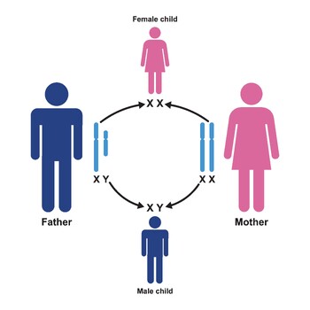 Preview of Human Sex Determination