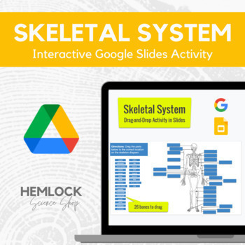 Preview of Human Skeletal System - Bone Identification Activity in Google Slides 