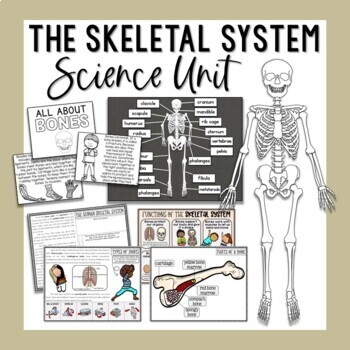 Preview of Bones, Joints, & the Skeletal System - Build a Skeleton & More!