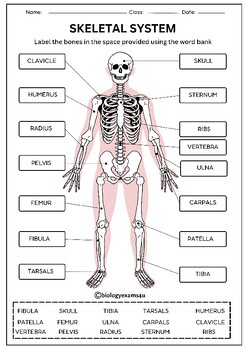 Human Skeletal System Labeling Worksheets, Crossword and Word Search ...