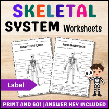 Preview of Human Skeletal System Worksheets: Label the Skeletons | Differentiated