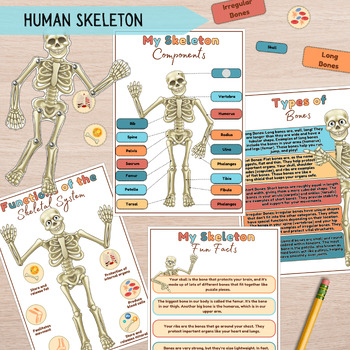 Preview of Human Skeleton Anatomy Learning Bundle Skeleton Activity, Kids Bones Anatomy