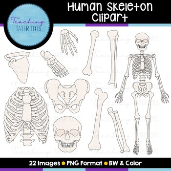 Preview of Human Skeleton Clip Art