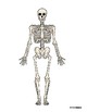 Human Skeleton Diagram - Color, Black & White w/ Fill in the Blanks Sheet