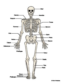 Preview of Human Skeleton Diagram - Color, Black & White w/ Fill in the Blanks Sheet