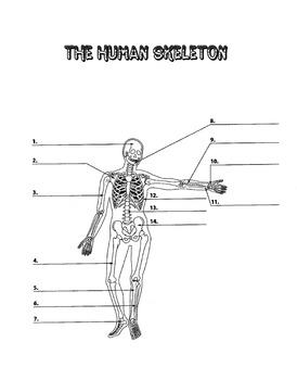 Preview of Human Skeleton Diagram to Label (middle school)