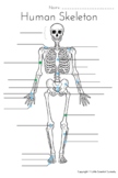Human Skeleton- Labeling Worksheet