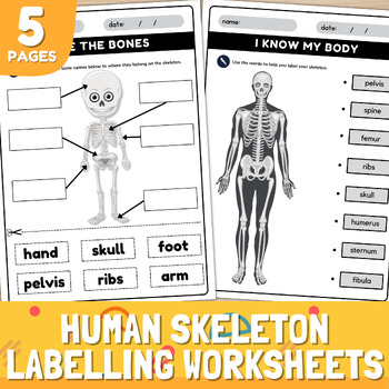 Preview of Human Skeleton Labelling Worksheets | Label the bones activity