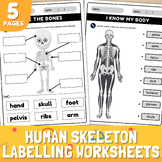 Human Skeleton Labelling Worksheets | Label the bones activity