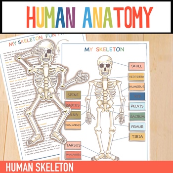 Preview of Human Skeleton Learning Bundle: Model, Worksheets, Parts Labels & Facts
