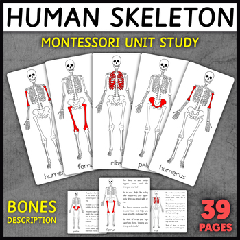 Preview of Human Skeleton Montessori Cards | Bones & Anatomy & Human Body