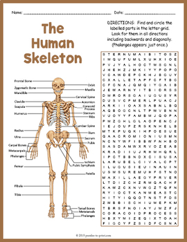 SKELETAL SYSTEM Word Search Puzzle Worksheet Activity by Puzzles to Print