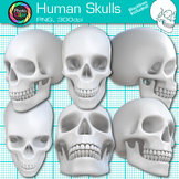 Human Skull Clipart: 12 Skeletal System Science Clip Art, 