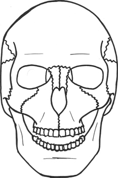 Preview of Human Skull Frontal View