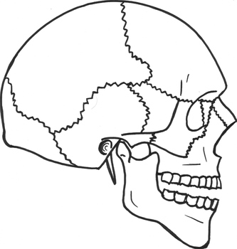 Preview of Human Skull Sagittal View