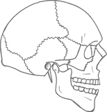 Human Skull Sagittal View