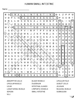 Human Small Intestine Word Search by Niemiller Nature TpT