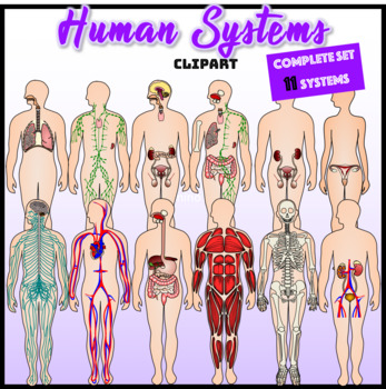 Preview of Human Systems Clipart