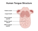 Human Tongue Structure.