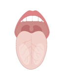 Human Tongue Structure.