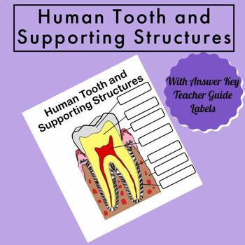 Preview of Human Tooth Tissues and Supporting Structures