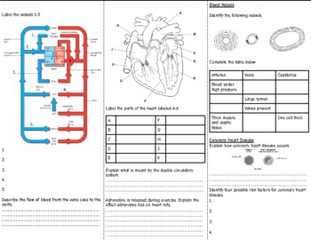 Human Transport System Revision Leaflet by learnwithlaura | TPT