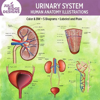 Human Urinary System Clip Art Illustrations by Julie Ridge Designs