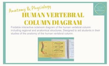 Preview of Human Vertebral Column Diagram - Interactive Notebook Study Aid