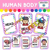 Human body - Flashcards - Colour me Confetti
