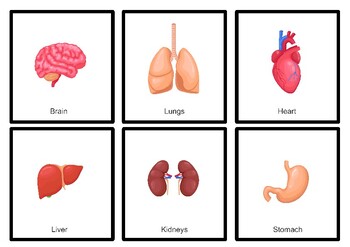 Human body organs by Monly design | Teachers Pay Teachers
