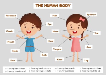 Preview of Human Body Poster | printable