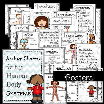 grade 5 human body systems posters articles and worksheets tpt