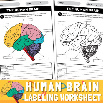 Preview of Human brain Parts Labeling Worksheet | Anatomy of the Brain