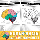 Human brain Parts Labeling Worksheet | Anatomy of the Brain