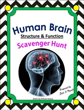 Preview of Human Brain Scavenger Hunt: | Printable and Digital Distance Learning