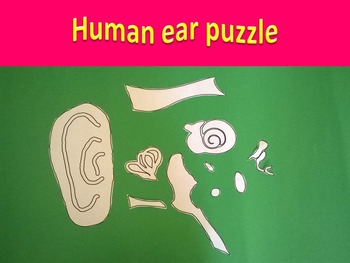 Preview of Human ear puzzle