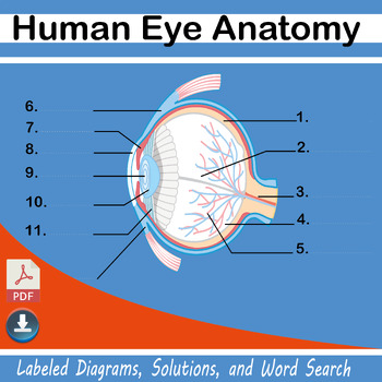 Human eye anatomy by Graphics 4 Print | TPT