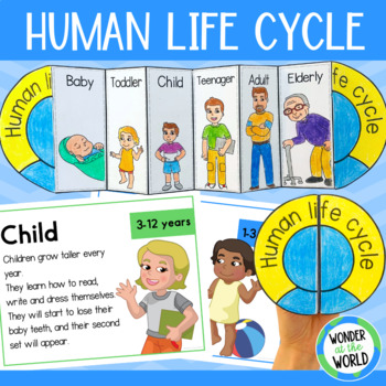 Preview of Human life cycle stages of growth foldable sequencing activity and posters
