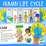 Human life cycle stages of growth foldable sequencing acti