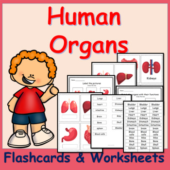 Preview of Human organs (Flashcards & Worksheets)