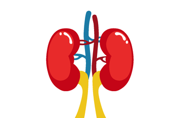Preview of Human organs: The kidneys are two bean-shaped organs