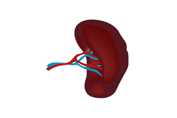 Preview of Human organs: The spleen