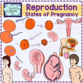 Preview of Human reproductive system and Stages of pregnancy clipart {Science clip art}
