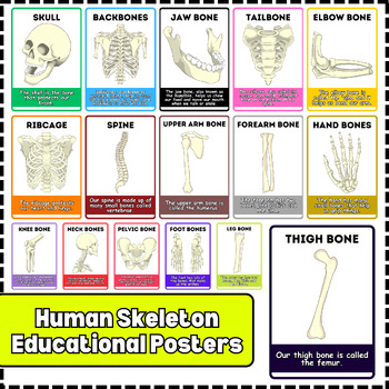 Preview of Human's Bones Posters Educational Classroom Poster Printable Montessori