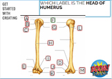 Humerus Bone Labeling Boom card