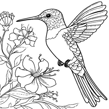 Hummingbird Coloring Book : Hummingbird Coloring Pages by abdell hida