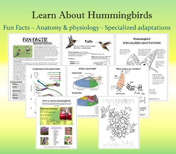Preview of Hummingbird Lesson Plan with Fun facts, Anatomy & physiology and More!