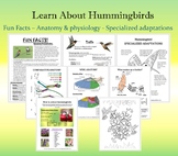 Hummingbird Lesson Plan with Fun facts, Anatomy & physiolo