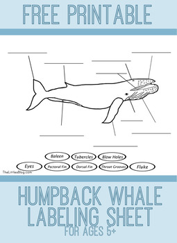 Preview of Humpback Whale Diagram Worksheet