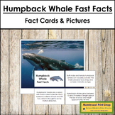 Humpback Whale Fast Facts - Montessori Zoology Cards & Pictures